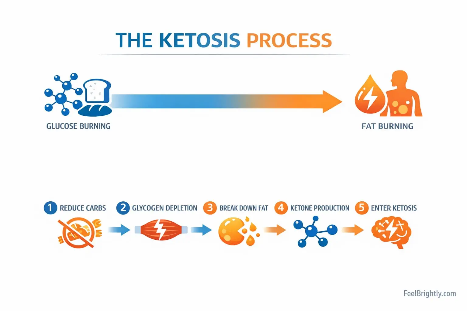 Simple diagram showing how the body transitions from glucose burning to ketone production during ketosis, 5-step metabolic process explained - FeelBrightly.com
