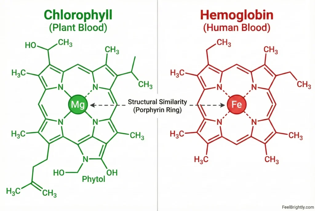diagram comparing chlorophyll and hemoglobin molecular structure showing similarity for detox benefits